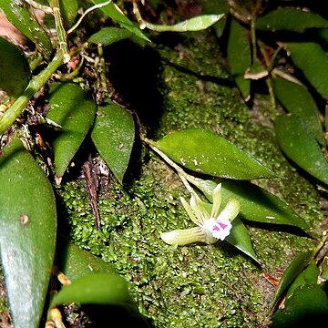 Dendrobium pugioniforme unspecified picture