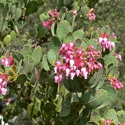 Arctostaphylos pringlei unspecified picture