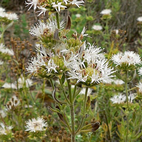 Monardella hypoleuca subsp. lanata unspecified picture