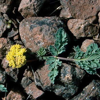 Lomatium ochocense unspecified picture