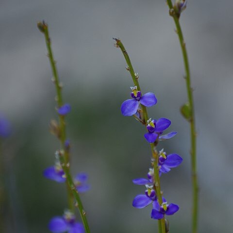 Comesperma scoparium unspecified picture