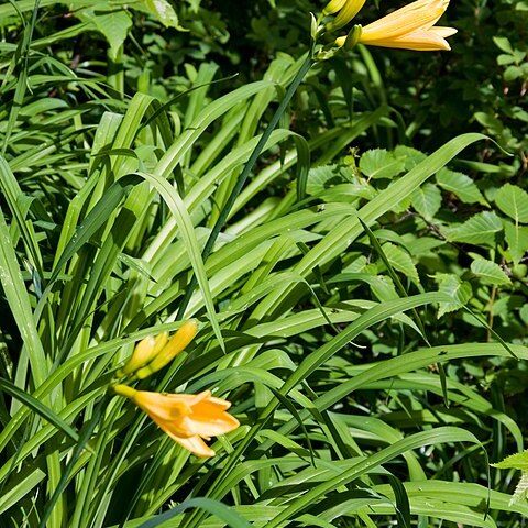 Hemerocallis middendorffii var. esculenta unspecified picture