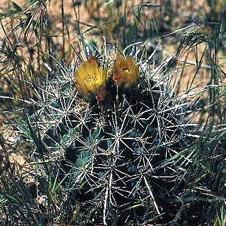 Sclerocactus whipplei unspecified picture