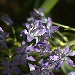 Hyacinthoides reverchonii unspecified picture