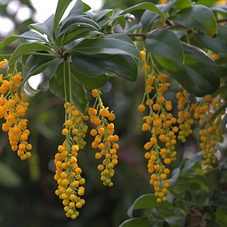 Berberis valdiviana unspecified picture