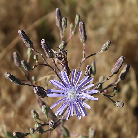 Lactuca pulchella unspecified picture