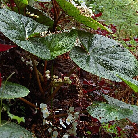 Begonia baccata unspecified picture