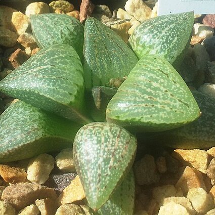 Haworthia emelyae var. emelyae unspecified picture