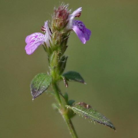 Hygrophila serpyllum unspecified picture