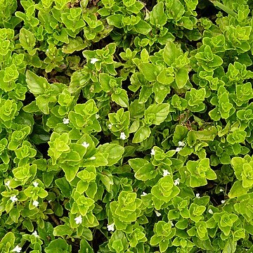 Micromeria douglasii unspecified picture