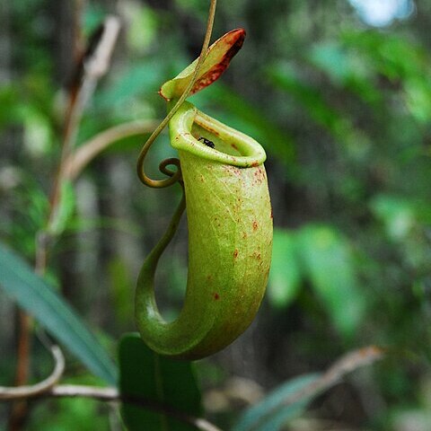 Nepenthes bellii unspecified picture