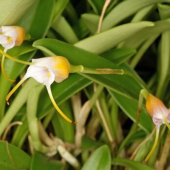 Masdevallia paivaeana unspecified picture