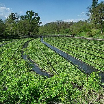 Eutrema japonicum unspecified picture