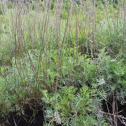 Artemisia sericea unspecified picture