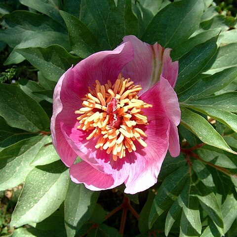 Paeonia clusii unspecified picture