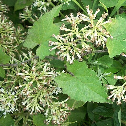 Mikania natalensis unspecified picture