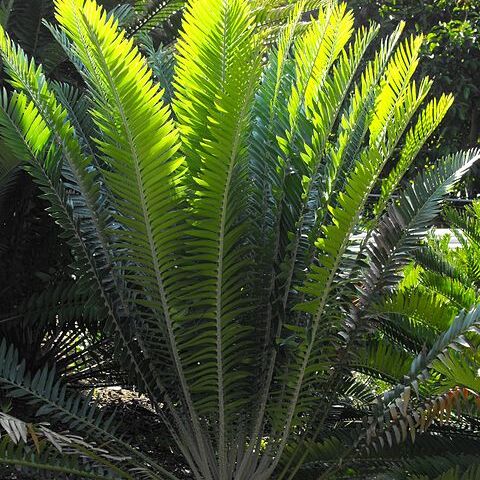 Encephalartos pterogonus unspecified picture