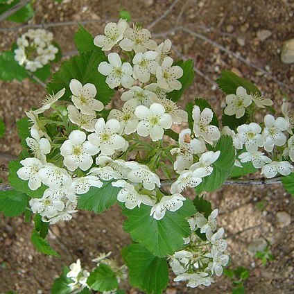 Crataegus mollis unspecified picture