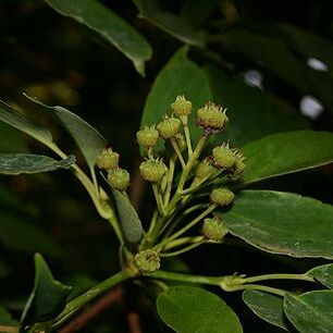 Trochodendraceae unspecified picture