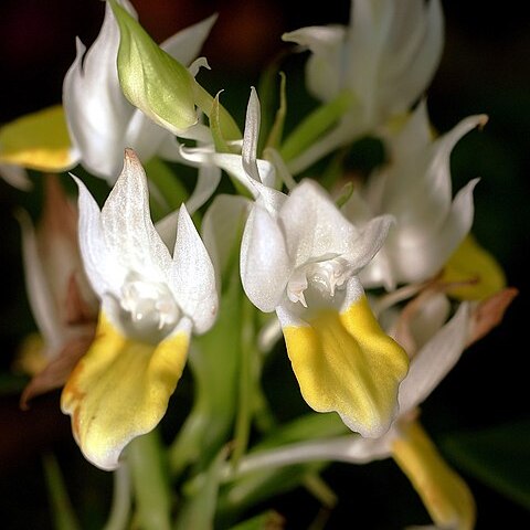 Pecteilis hawkesiana unspecified picture