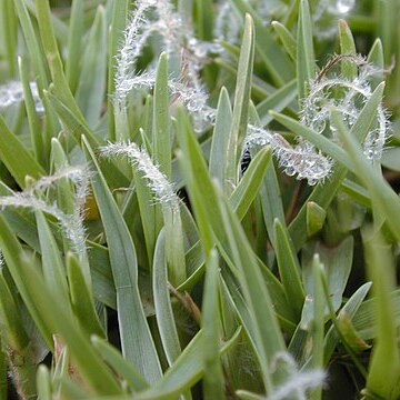 Pennisetum clandestinum unspecified picture