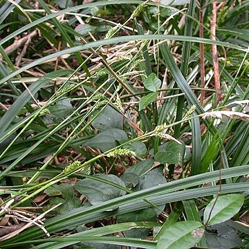 Carex matsumurae unspecified picture