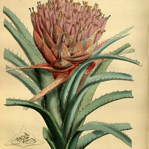 Aechmea longifolia unspecified picture