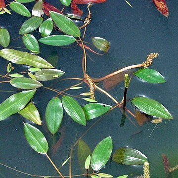 Potamogeton distinctus unspecified picture