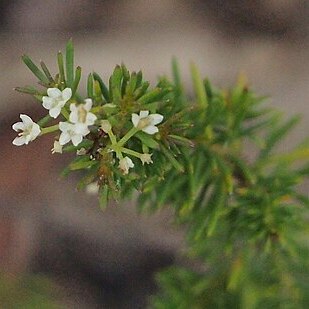 Platysace ericoides unspecified picture