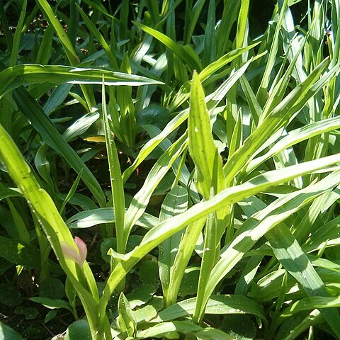 Roscoea scillifolia unspecified picture