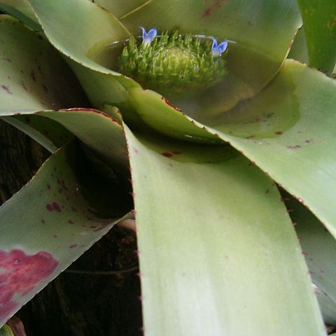 Neoregelia cruenta unspecified picture