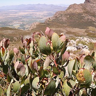 Protea recondita unspecified picture