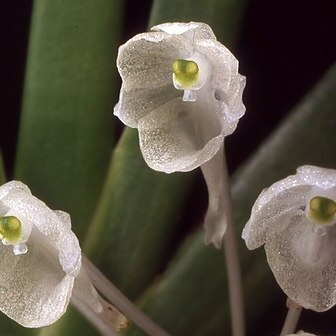 Podangis dactyloceras unspecified picture