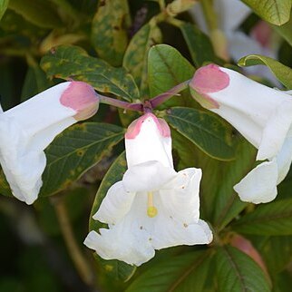 Rhododendron megacalyx unspecified picture