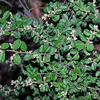 Pomaderris racemosa unspecified picture