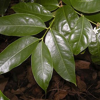 Phaleria clerodendron unspecified picture