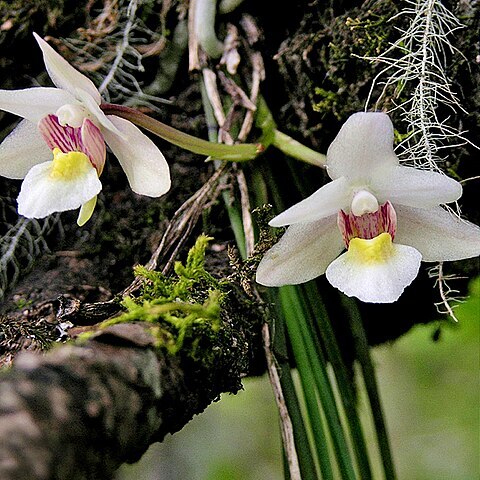 Holcoglossum nujiangense unspecified picture