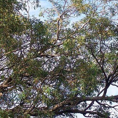 Eucalyptus notabilis unspecified picture