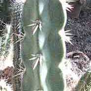 Corryocactus quadrangularis unspecified picture