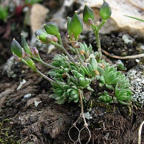 Draba globosa unspecified picture