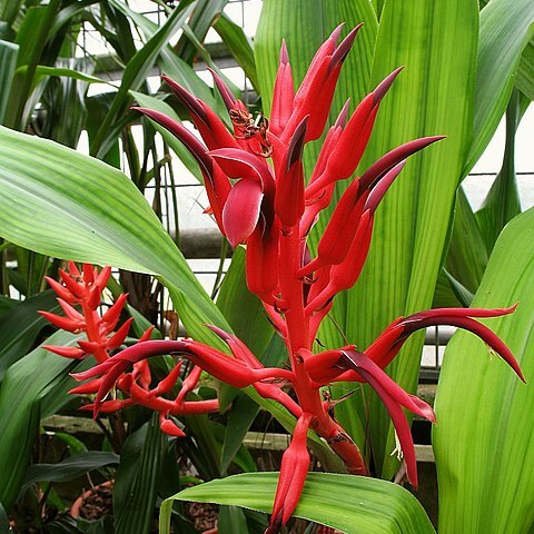 Pitcairnia carnososepala unspecified picture