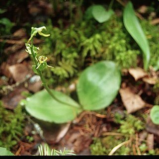 Platanthera hookeri unspecified picture