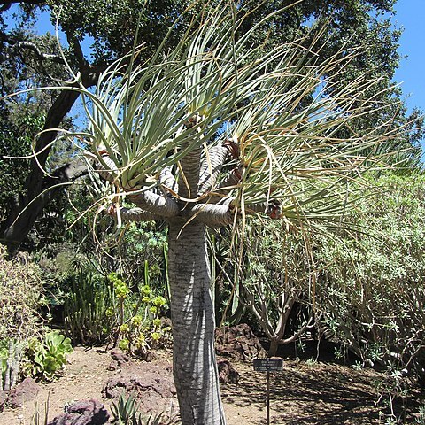 Dracaena serrulata unspecified picture