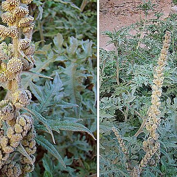 Ambrosia arborescens unspecified picture