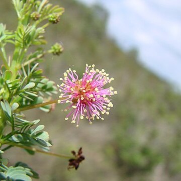 Mimosa polydidyma unspecified picture