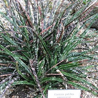 Gasteria pulchra unspecified picture