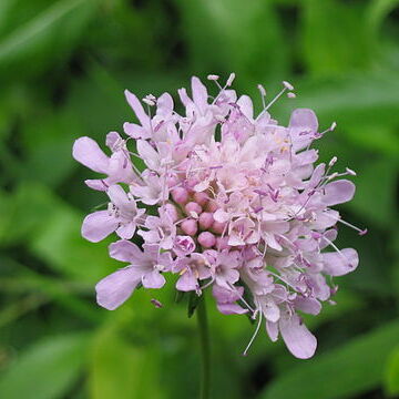 Scabiosa nitens unspecified picture