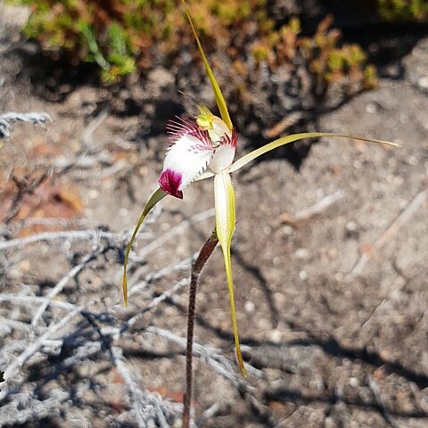 Caladenia graniticola unspecified picture