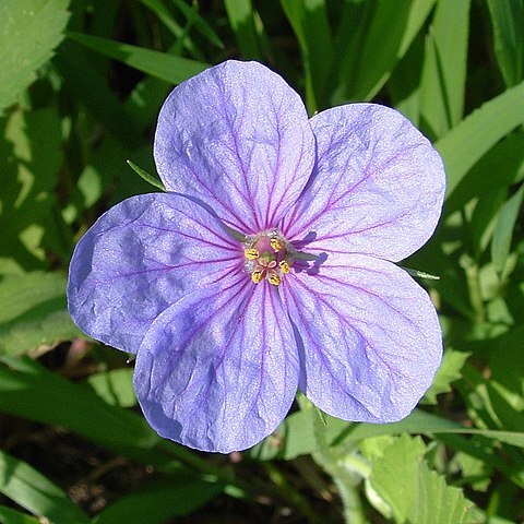 Erodium gruinum (l.) l'hér. unspecified picture