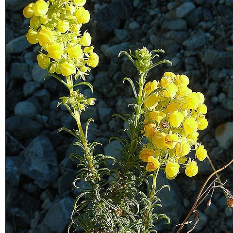 Calceolaria thyrsiflora unspecified picture